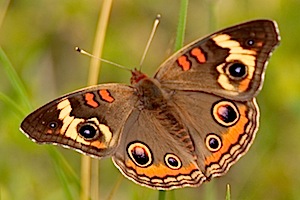 Berry Springs - Common Buckeye Butterfly